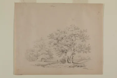 Dessin de chênes par Johann Sutterlin